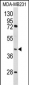 HOMER3 Antibody (Center)